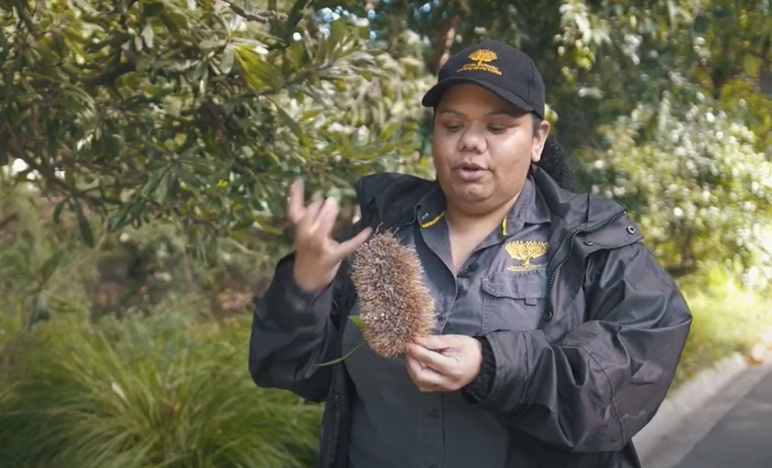 Australian forest walk - Nature festival 