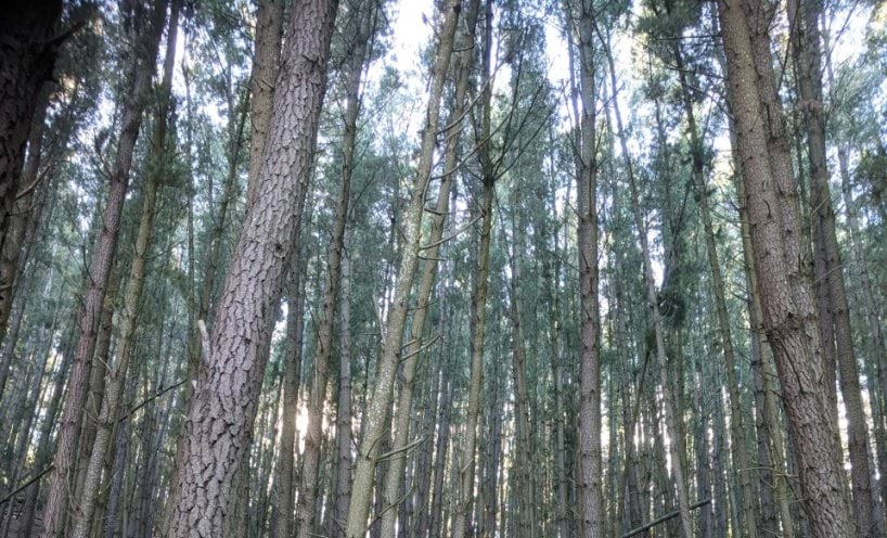 Trees in Dja Dja Wurrung Country