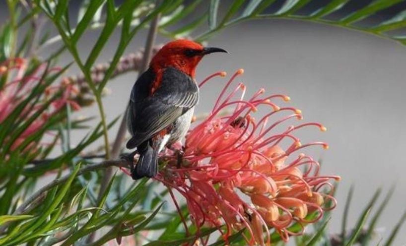 A scarlet Honeyeater with bright red plumage feeds on the red flower of a grevillia in a backyard in Orbost.