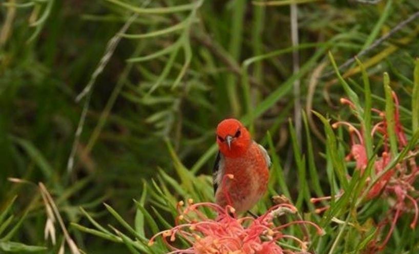 A scarlet Honeyeater with bright red plumage feeds on the red flower of a grevillia in a backyard in Orbost.