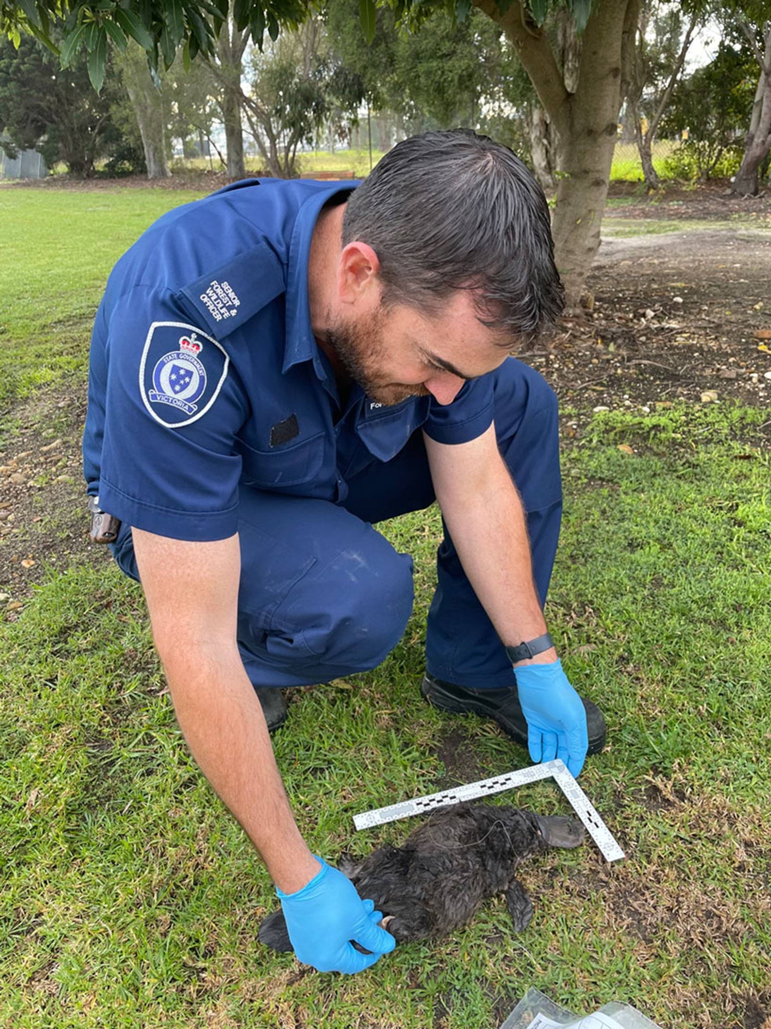 Gippsland Senior Forest and Wildlife Officer Glenn Lineham with the deceased platypus