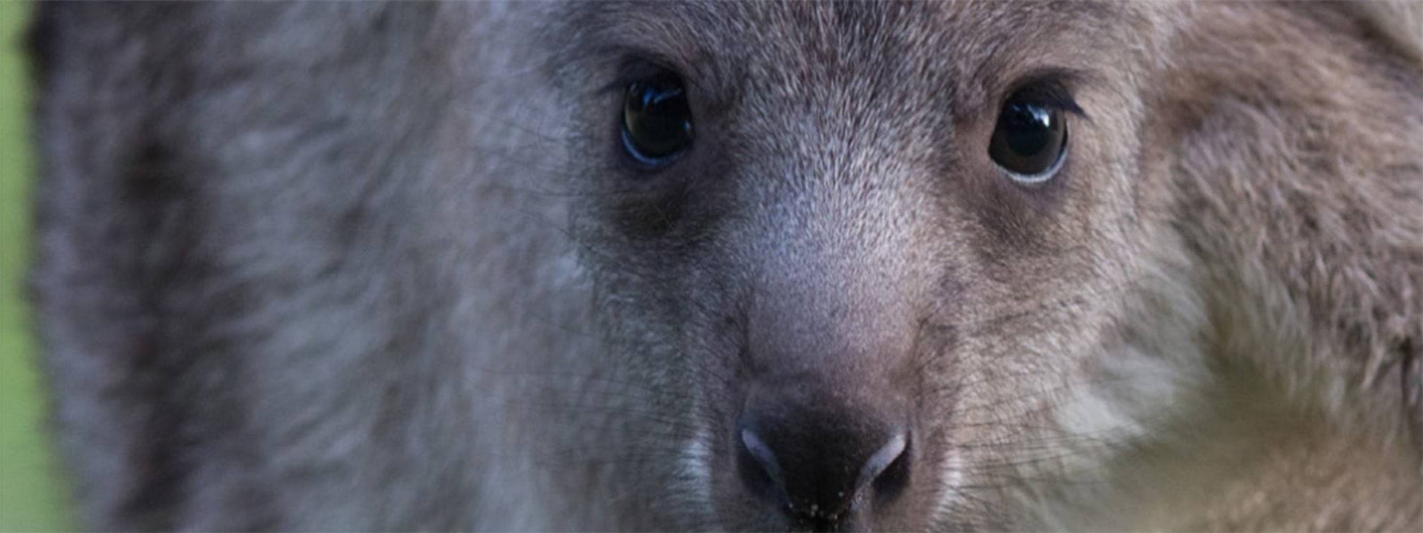 Image of a joey in its mother's pouch