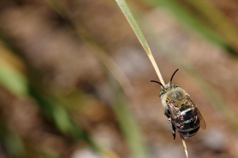 A close up picture of a blue banded bee resting on a plant stem