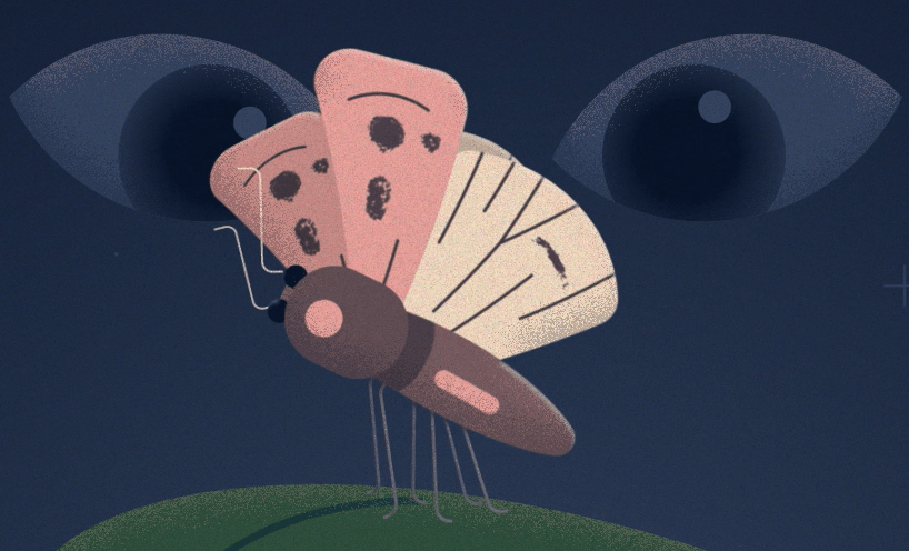 Animated image of bogong moth