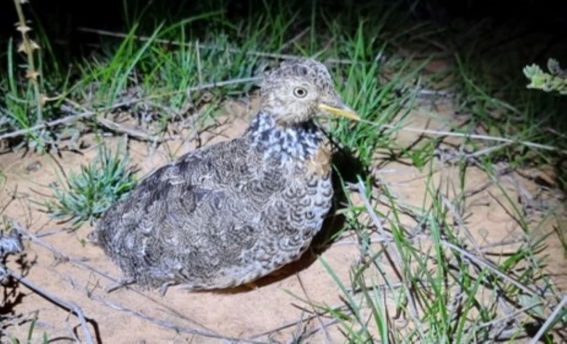 Female plains-wanderer at night