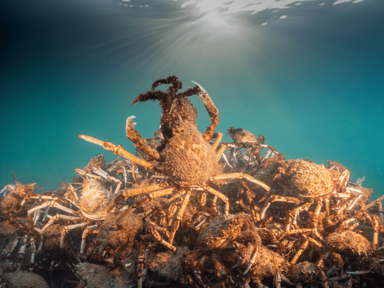Image of a group of spider crabs in the sea