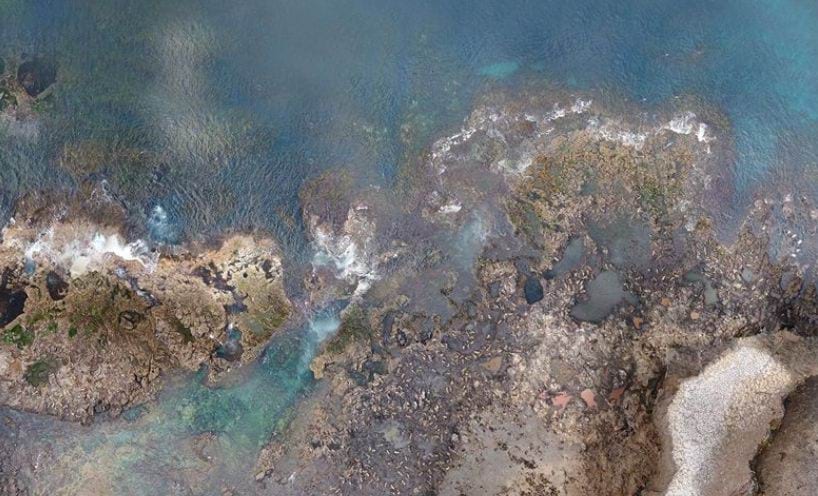 Drone footage of seals on rocks
