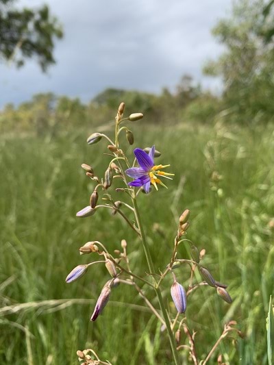 A picture of a single matted-flax lily in the foreground in a field of grass