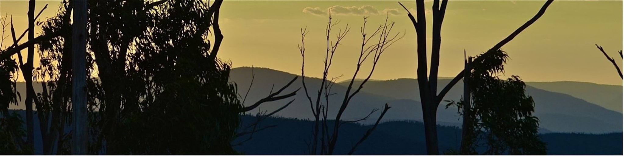 Image of a forest