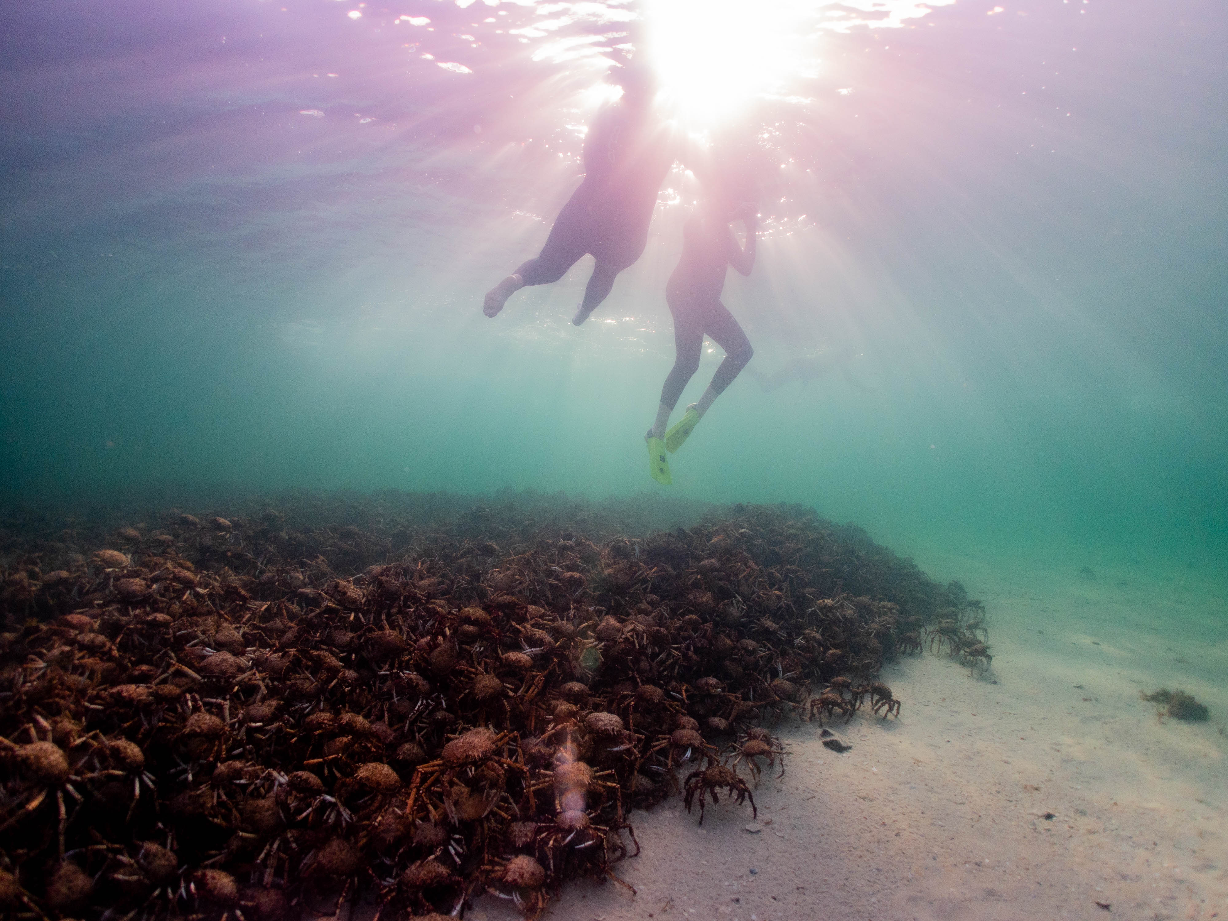 Underwater photo of divers swimming above a group of spider crabs