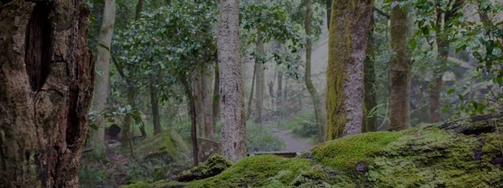 Gcse Timber Farming Regulating timber harvesting | vic.gov.au