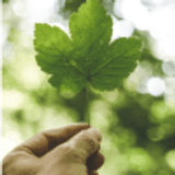 Leaf