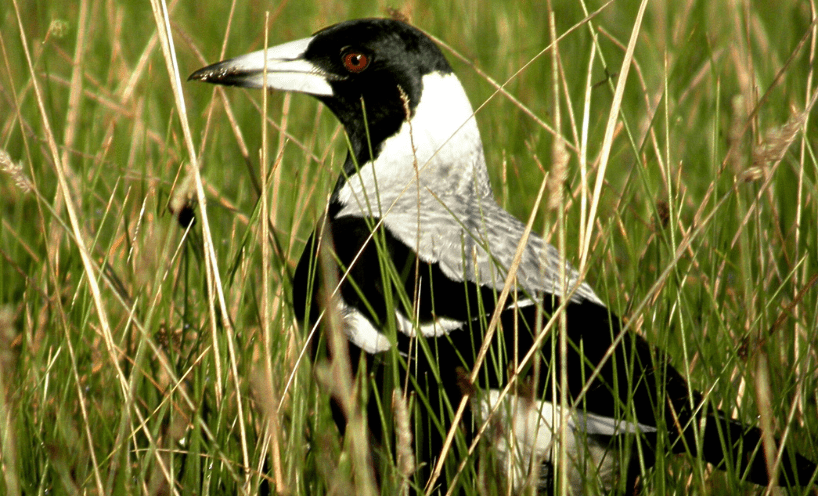 Magpie sitting in long grass