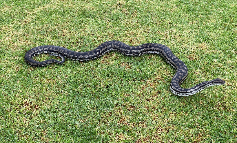Endangered Murray Darling Carpet Python on grass