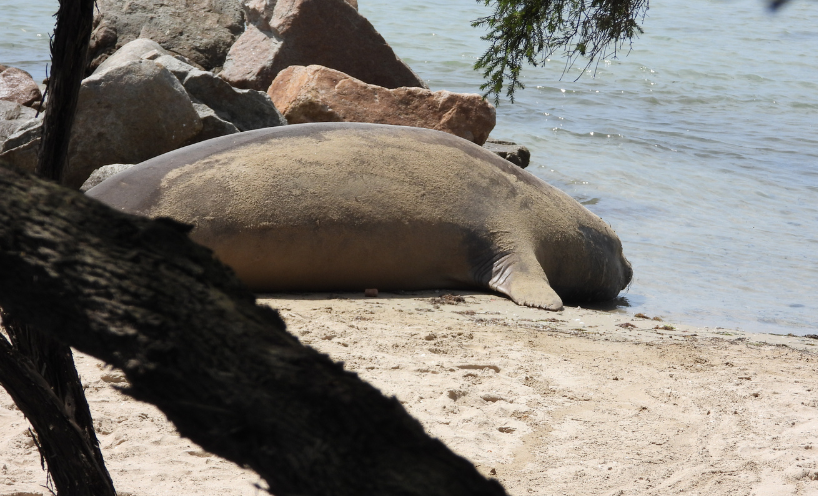 Southern elephant seal resting at Blaigowrie