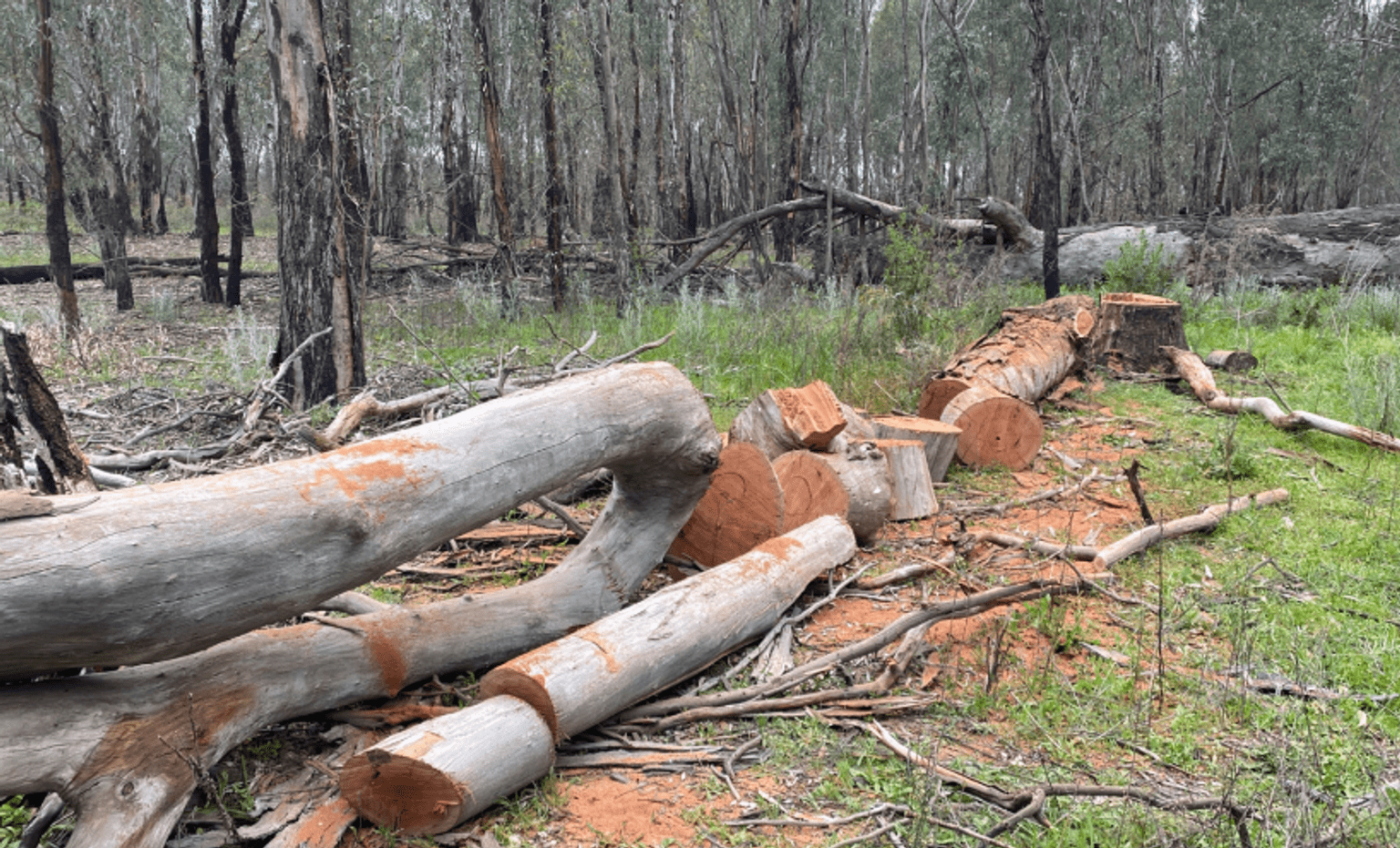 Felled tree in the Lower Goulburn National Park
