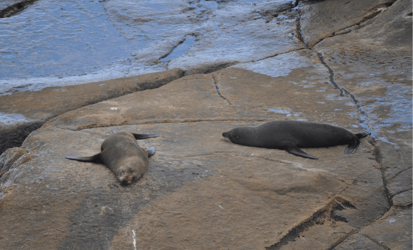 Australian fur seals resting on rocks