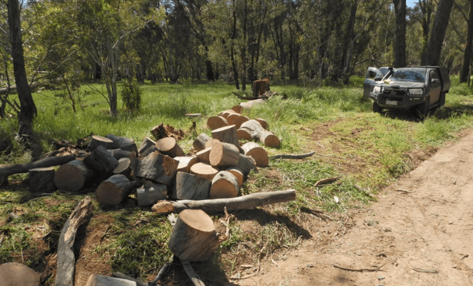 Illegally felled tree in Stanley State Forest