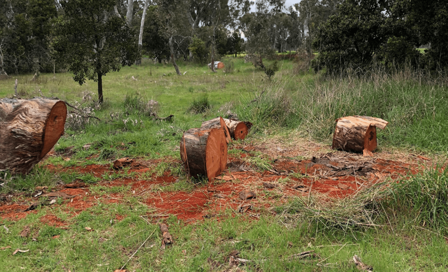 illegally felled tree in Nangeela State Forest