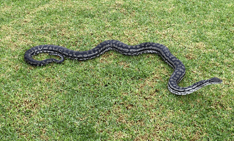Endangered Murray Darling Carpet Python on grass