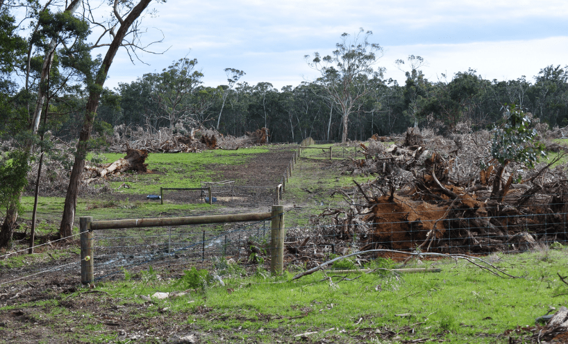 Mature Eucalyptus trees illegally cleared from the Annya State Forest