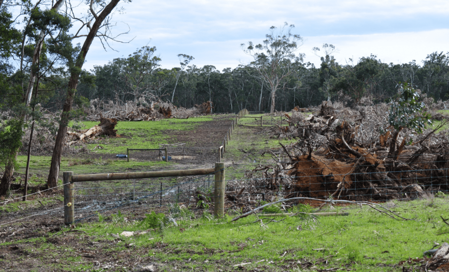 Mature Eucalyptus trees illegally cleared from the Annya State Forest