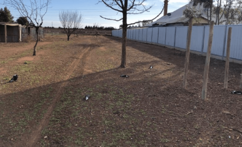 Killed and injured magpies on the ground in a backyard