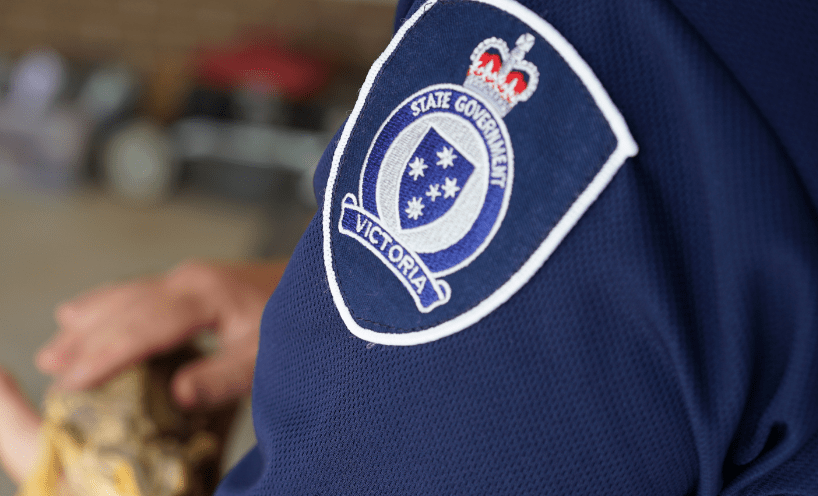 An official Victorian Government badge on the shoulder of a Forest and Wildlife Officer uniform