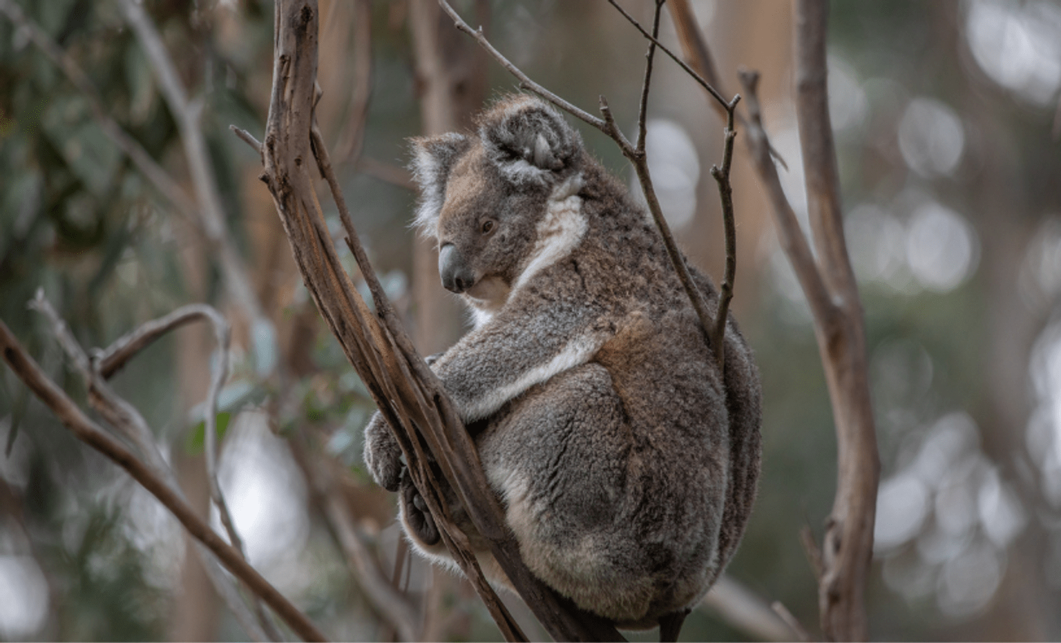 A large koala is perched between the branches of a gum tree in a forest