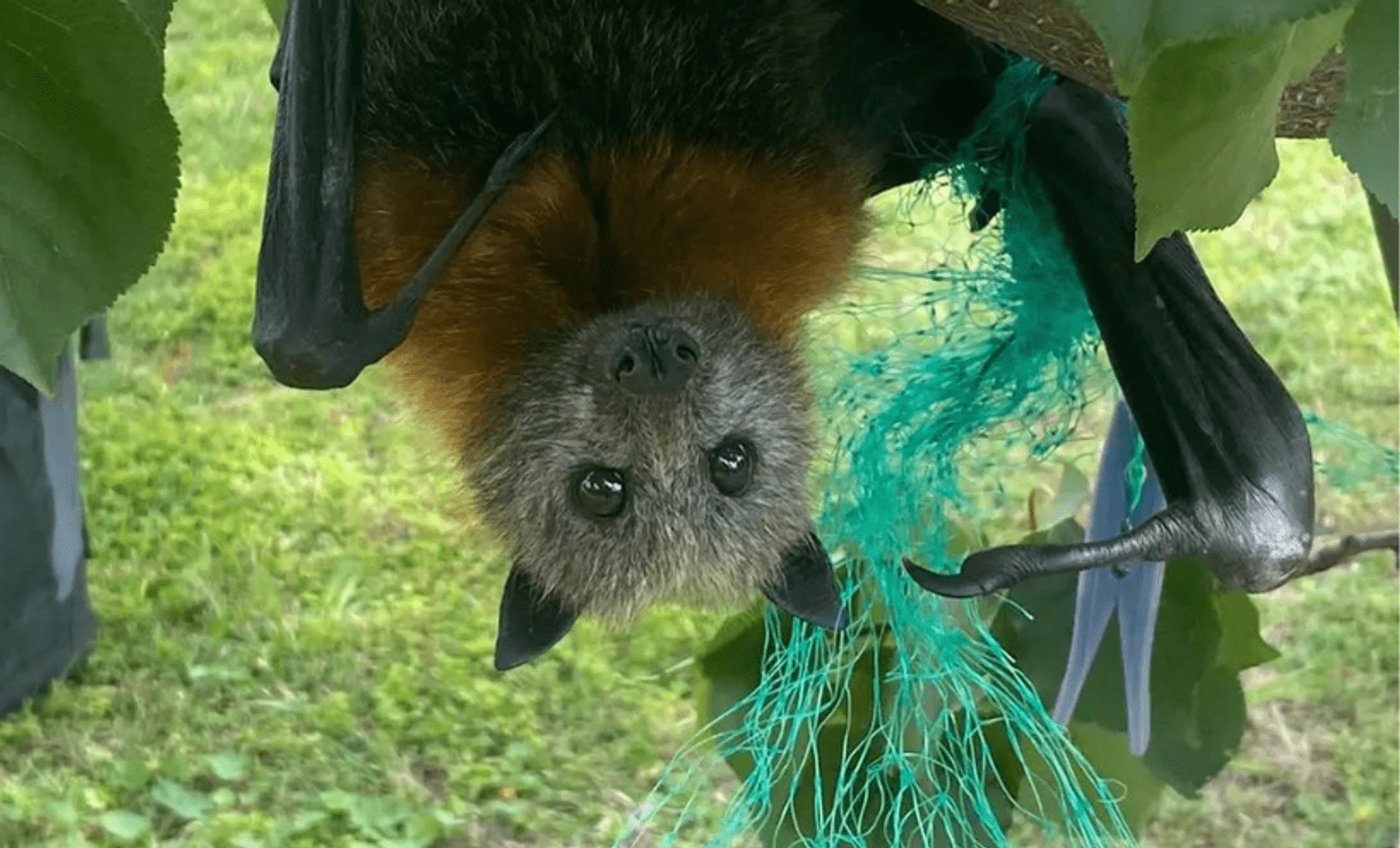 A native grey-headed flying fox hangs upside down in a fruit tree while entangled in green netting 