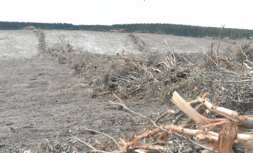 Land cleared leaving behind dirt and piles of blue gum trees