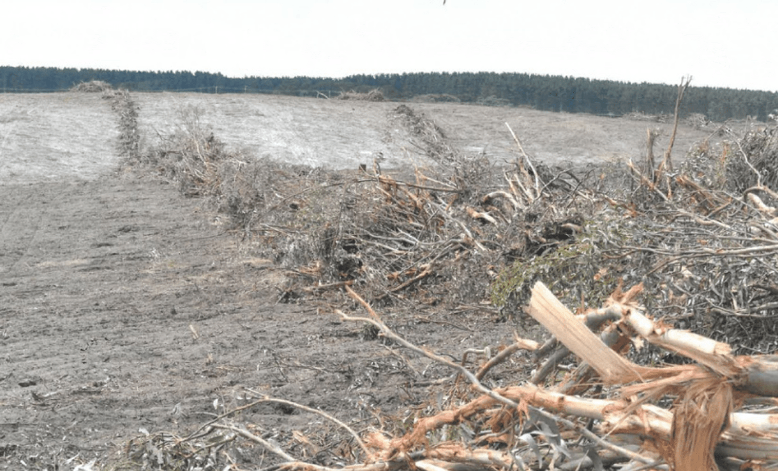 Land cleared leaving behind dirt and piles of blue gum trees