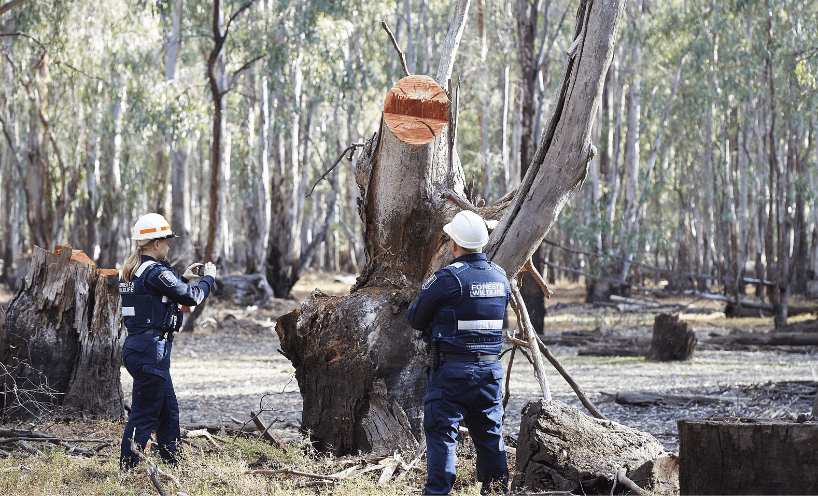 A man and aa woman in navy blue uniforms stand in a forest and inspect a large gum tree with fresh damage from chainsaws