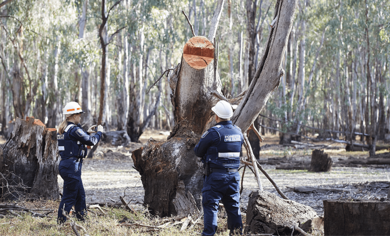 A man and aa woman in navy blue uniforms stand in a forest and inspect a large gum tree with fresh damage from chainsaws
