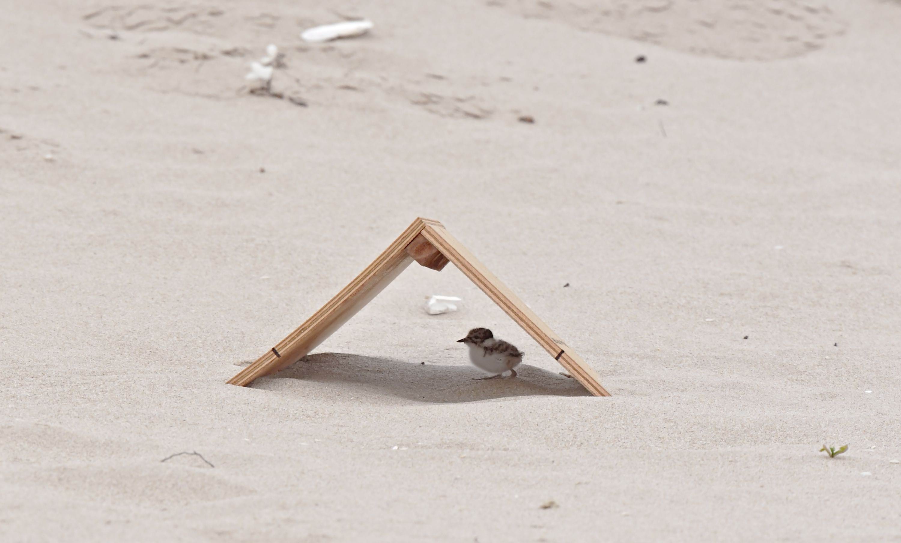 Hooded Plover chick