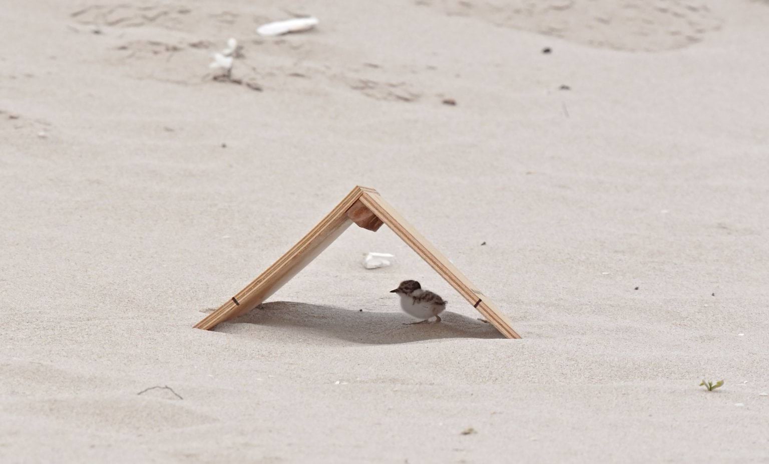Hooded Plover chick