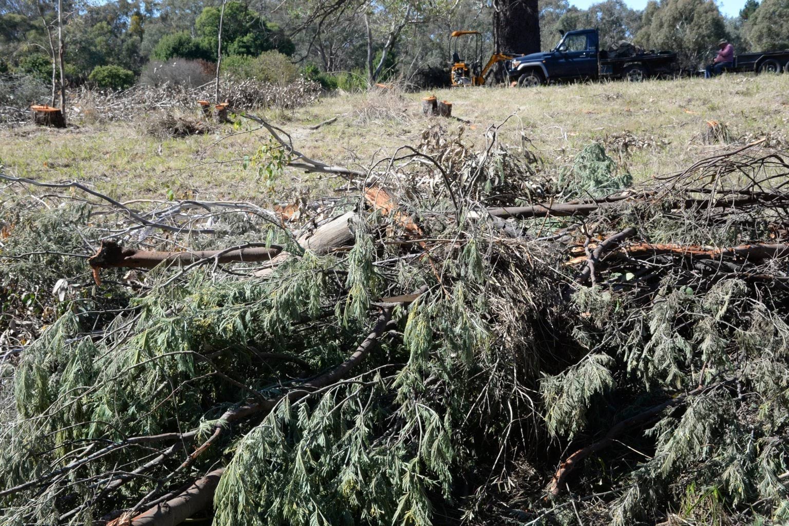 wodonga firewood court case