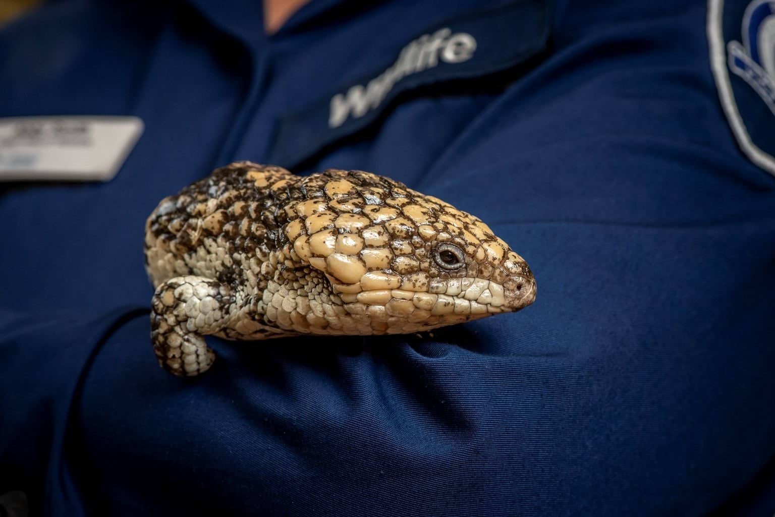 Shingleback - photo credit Douglas Gimesy