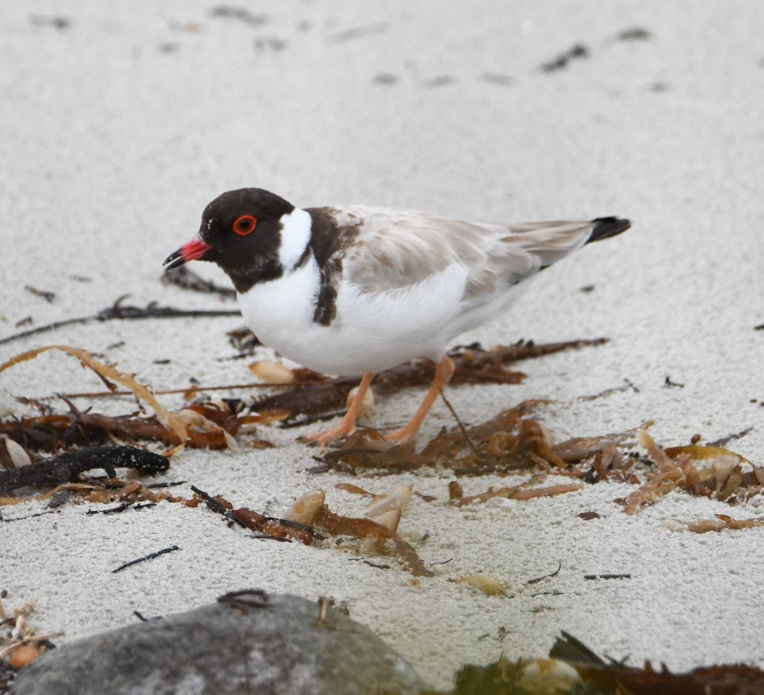 Hooded Plover 
