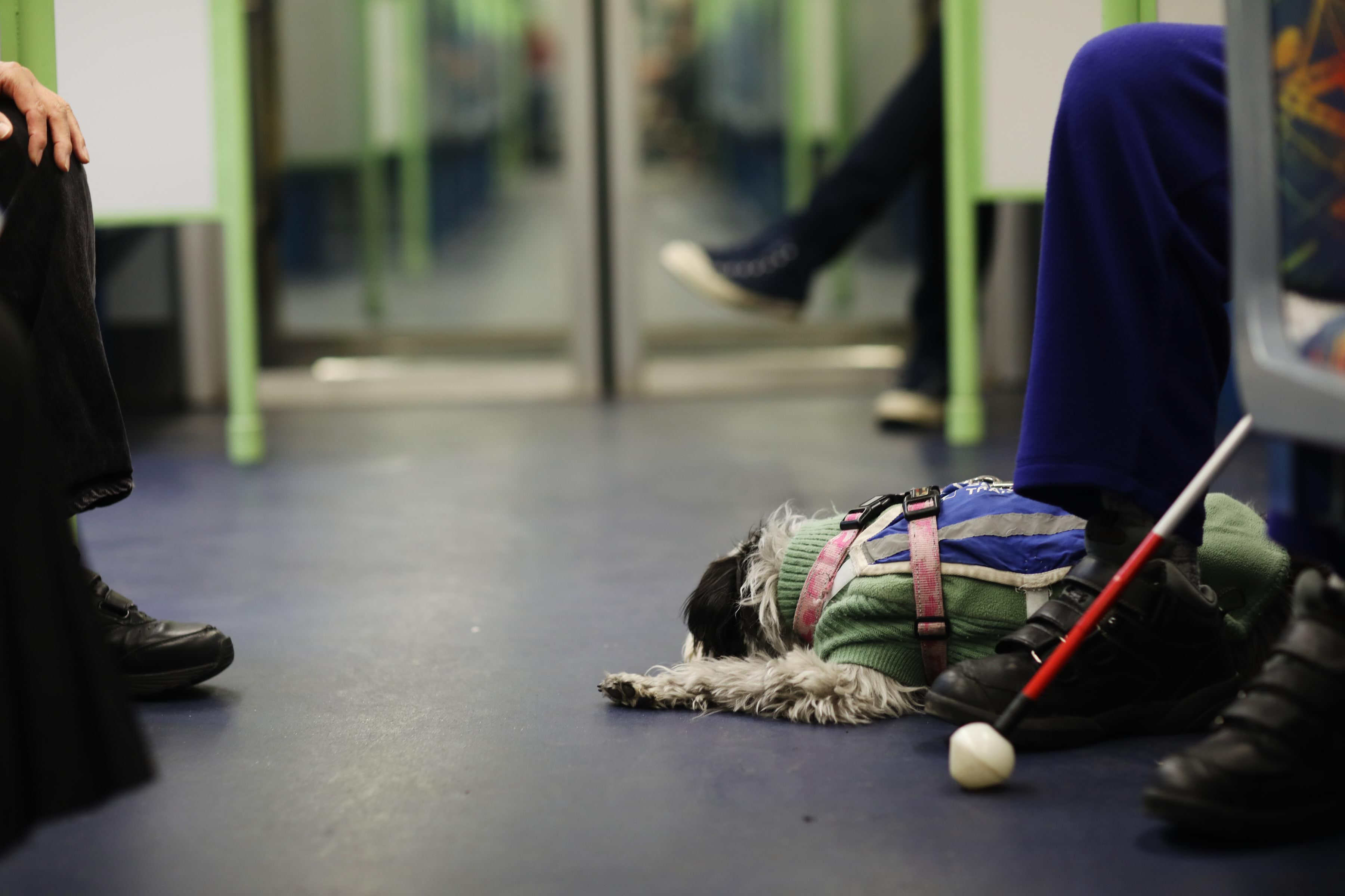 Image of people sitting down on a train, with an assistance animal and a white cane