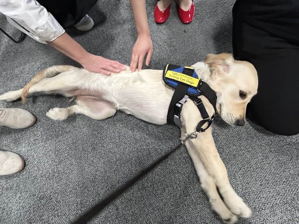 One of the Seeing Eye Dog puppies getting lots of love.