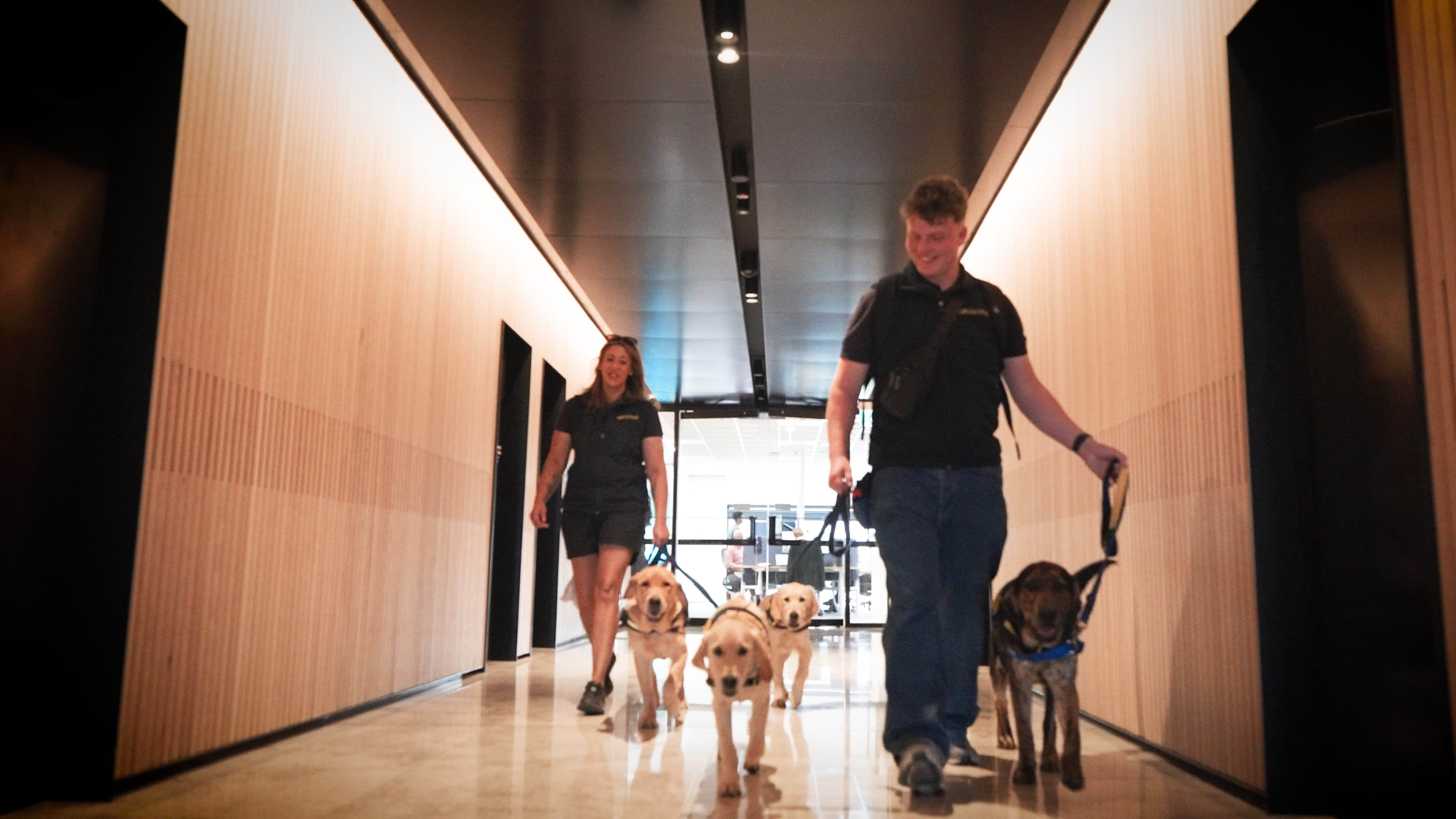 Vision Australia staff walking the Puppies in Training into our office.