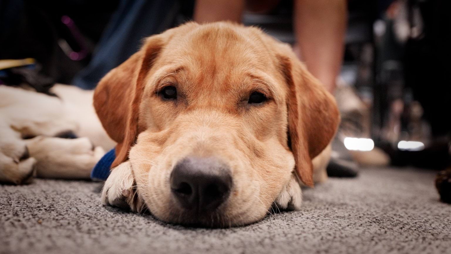 A seeing eye dog puppy from Vision Australia’s Seeing Eye Dogs organisation.