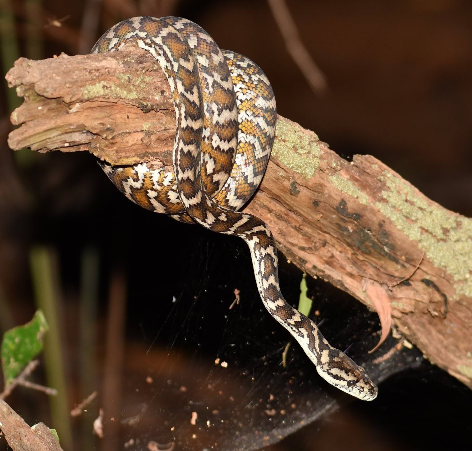 Carpet python