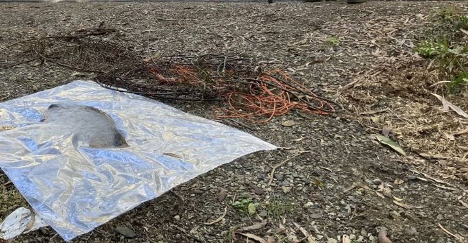 illegal fishing net used to catch platypus
