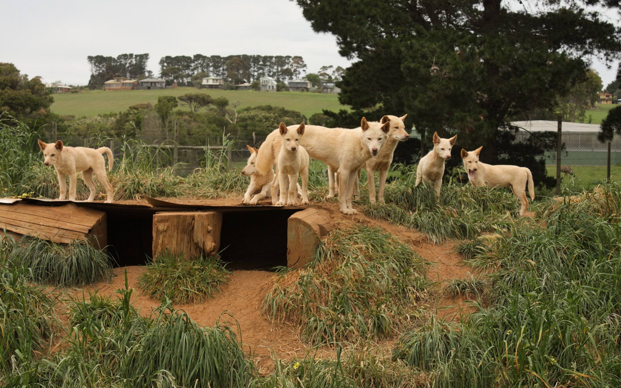 Dingoes in wildlife park