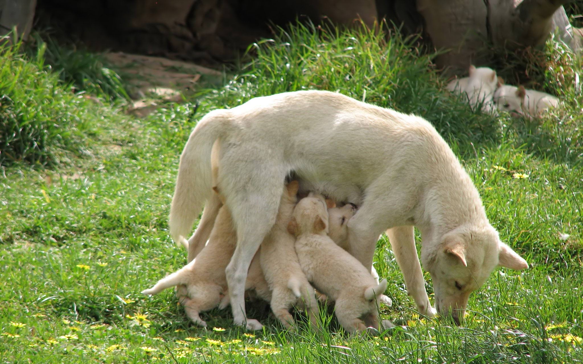 Dingo nursing pups in wildlife park