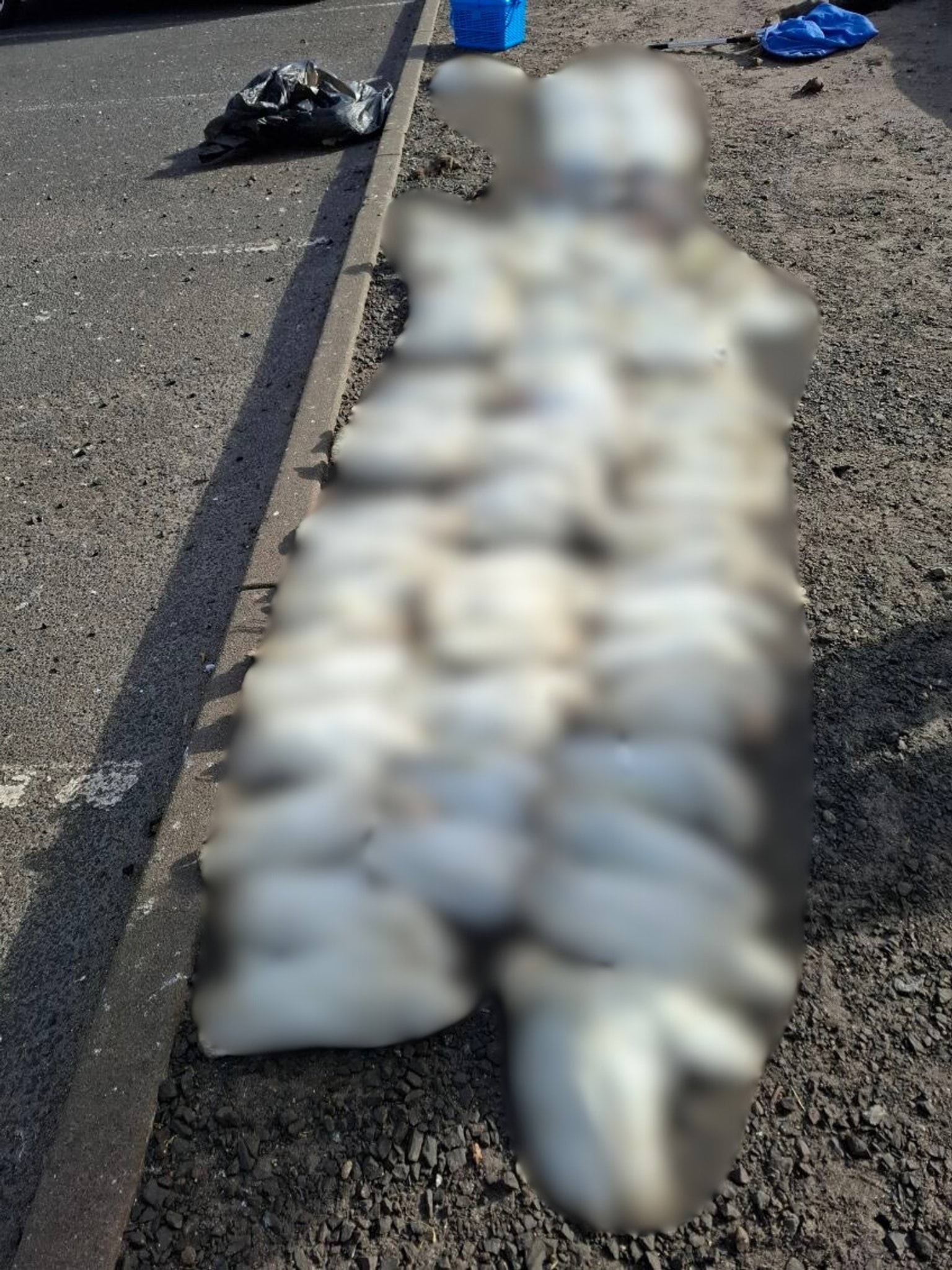Blurred image of dead birds