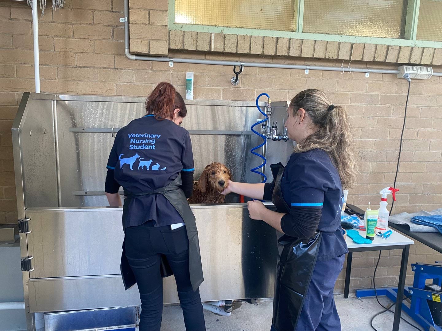 Animal care | vic.gov.au