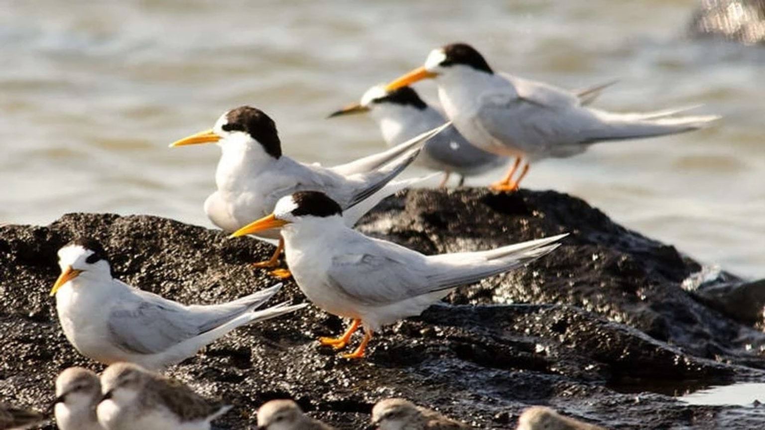 A group of sea-birds perching on rocks in the sea